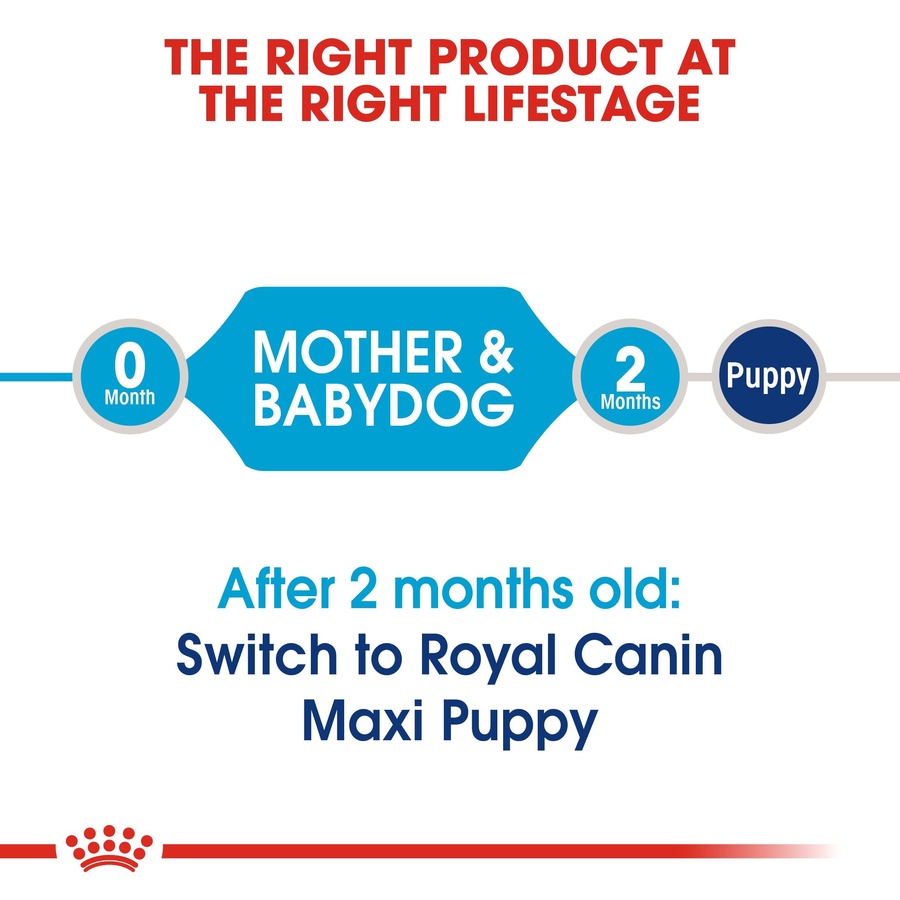 Royal Canin Maxi Starter Mother and Babydog (4 KG) - Dry food for large puppies - Adult weight between 26 and 44 KG. Mother during gestation and lactation - Weaning puppies up to 2 months