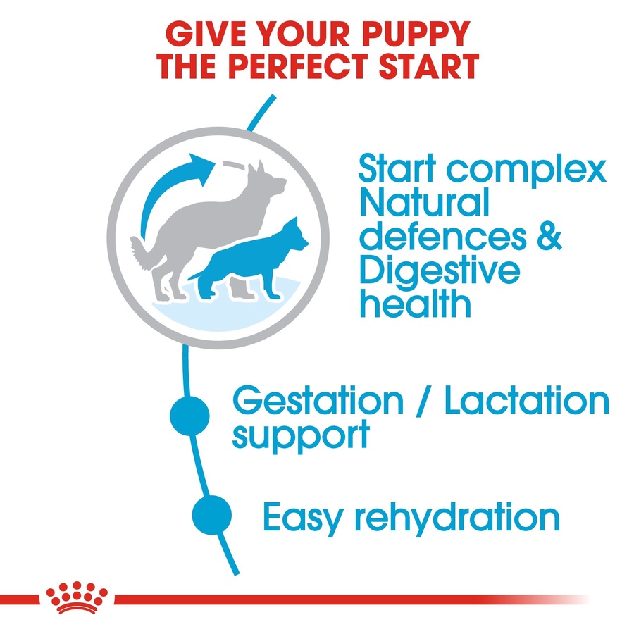 Royal Canin Maxi Starter Mother and Babydog (4 KG) - Dry food for large puppies - Adult weight between 26 and 44 KG. Mother during gestation and lactation - Weaning puppies up to 2 months