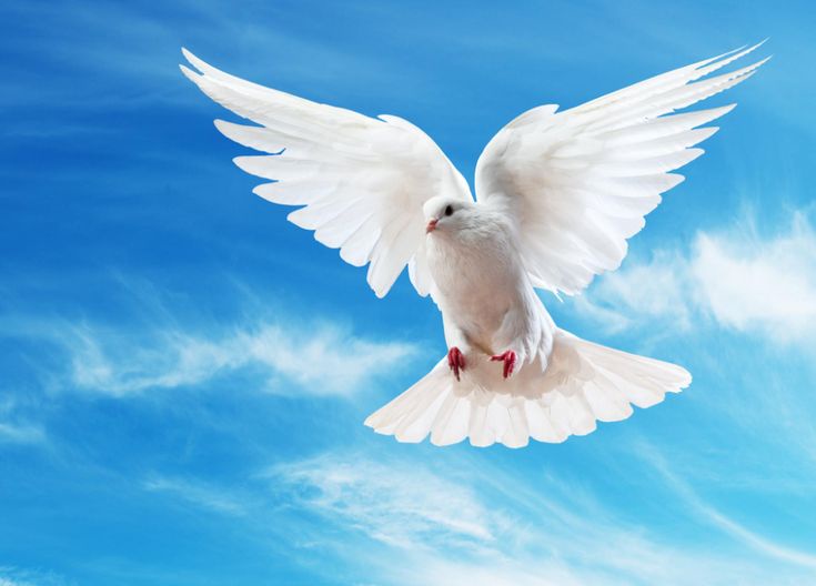 ايناس عبد القدوس