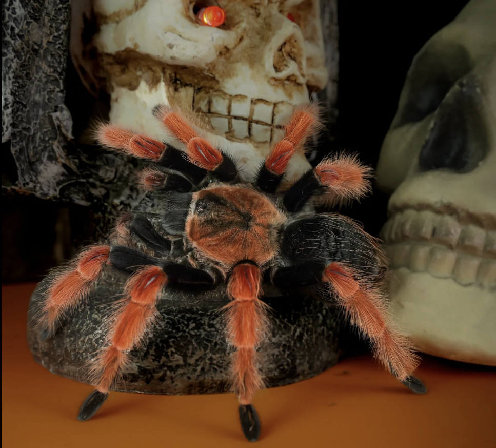 https://files.easy-orders.net/1771421541965072763.png