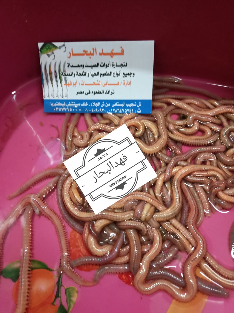 دود نار 