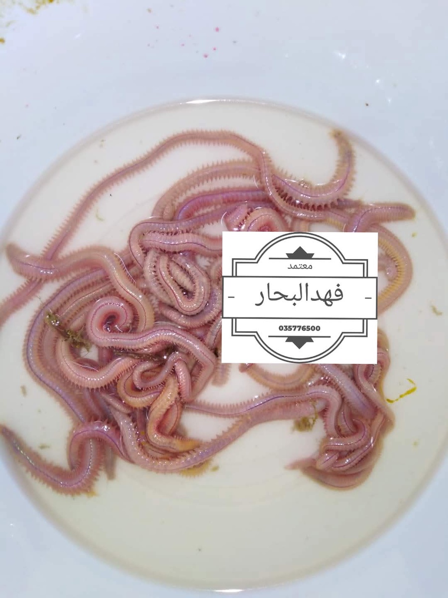 دود نار 