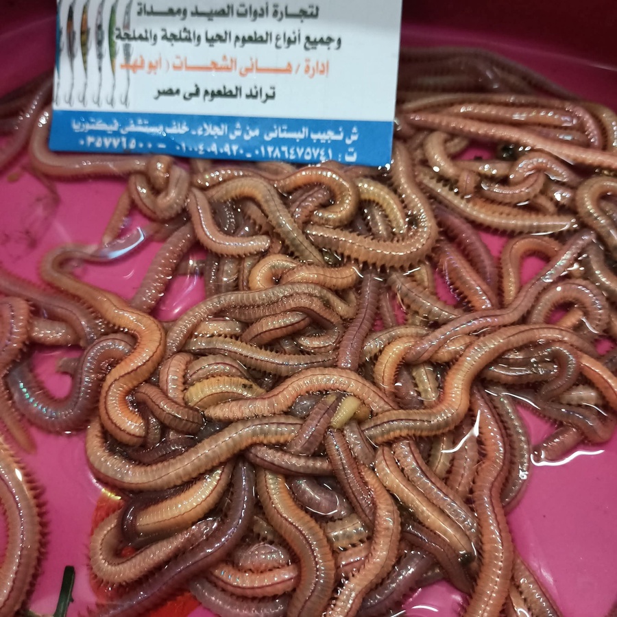 دود نار 