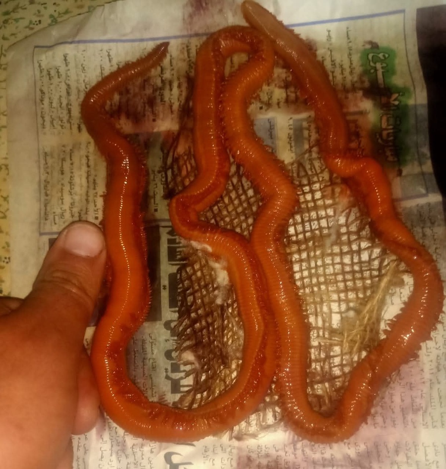 اسمعلاوي 