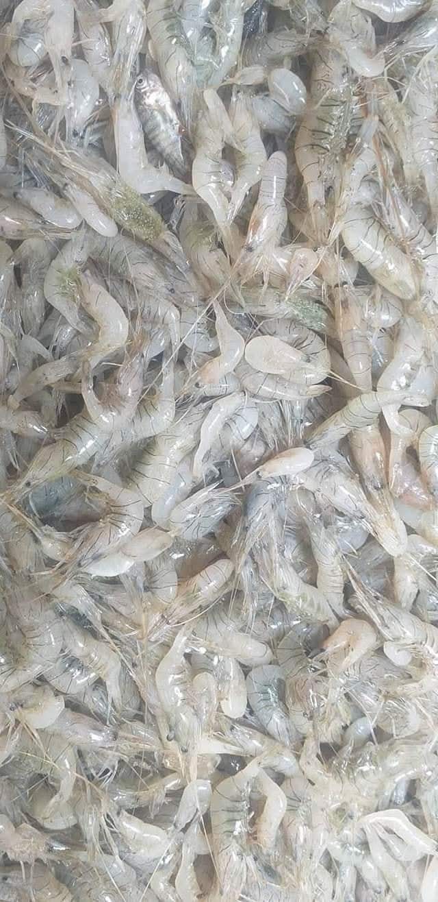برغوت 