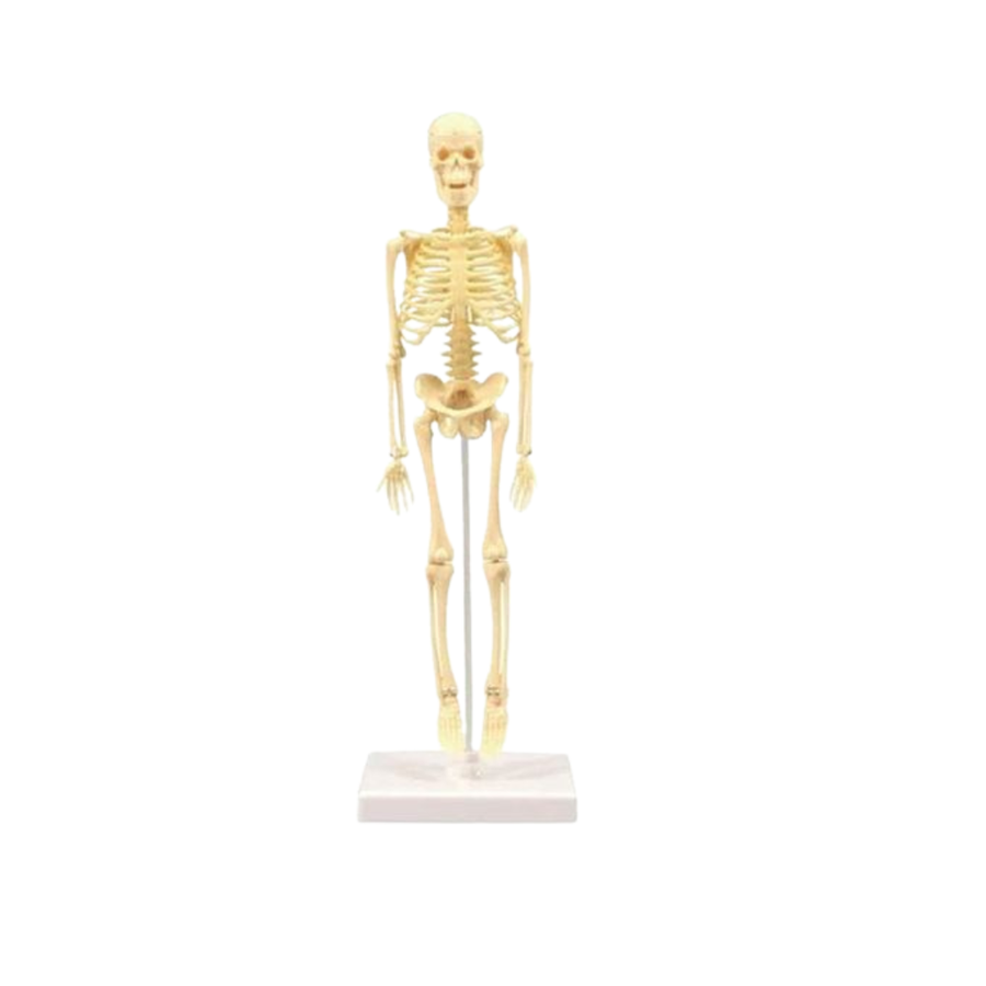 Explore Science Skeleton Simple TXL-117, Beige