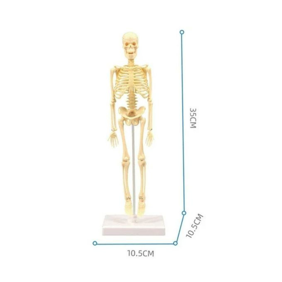 Explore Science Skeleton Simple TXL-117, Beige