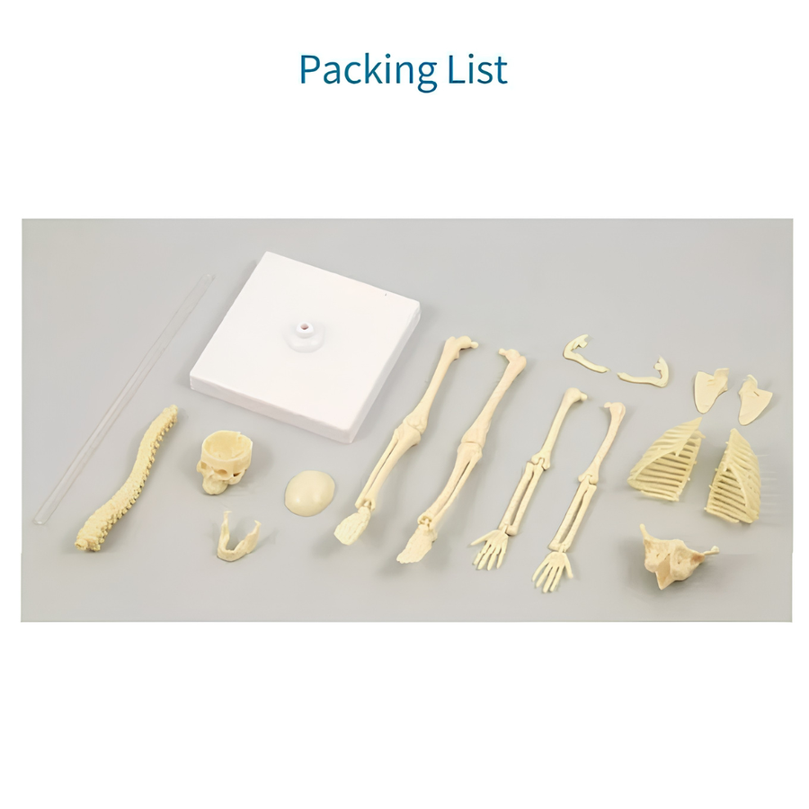 Explore Science Skeleton Simple TXL-117, Beige