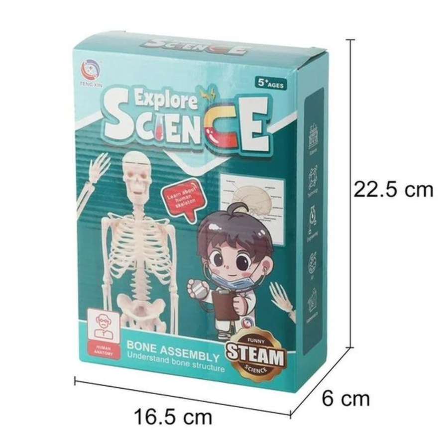 Explore Science Skeleton Simple TXL-117, Beige