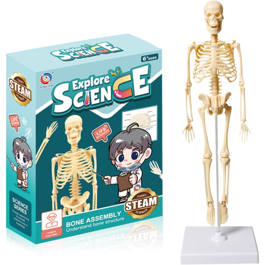 Explore Science Skeleton Simple TXL-117, Beige