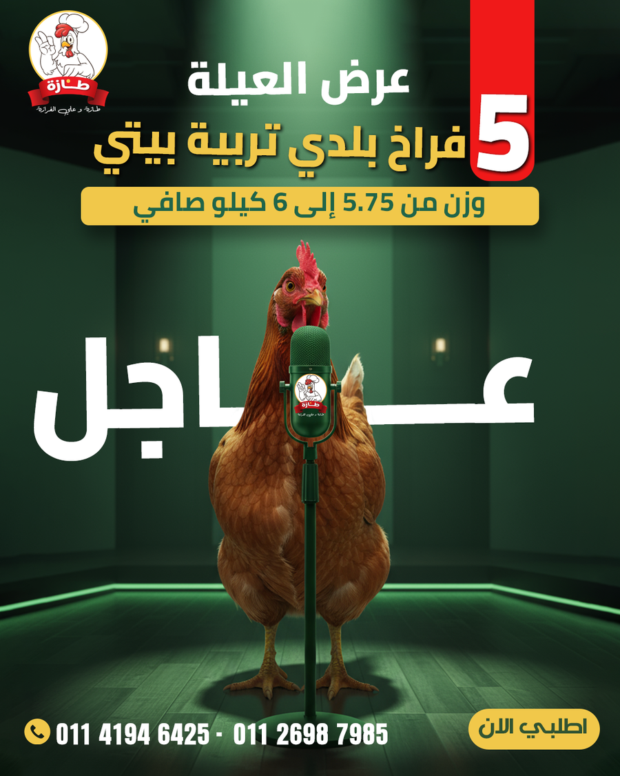 عرض 5 فراخ بلدي تربية بيتي (عرض العيلة)