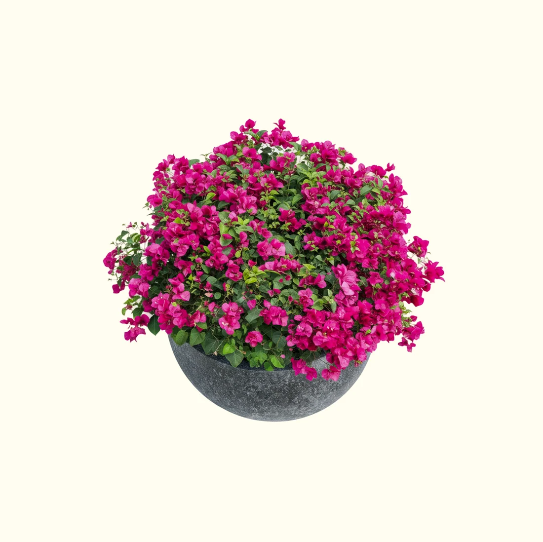 Bougainvillea