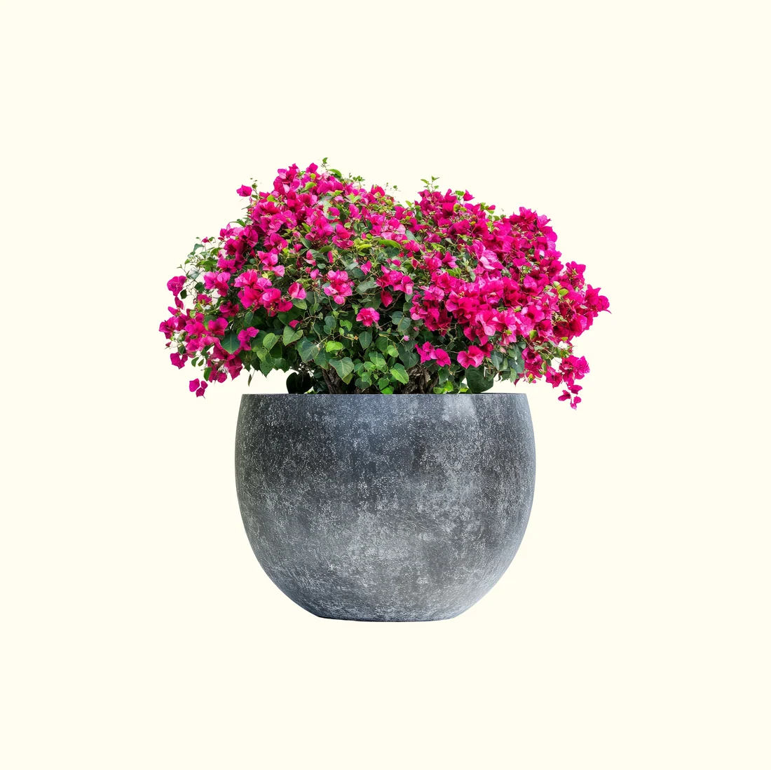 Bougainvillea