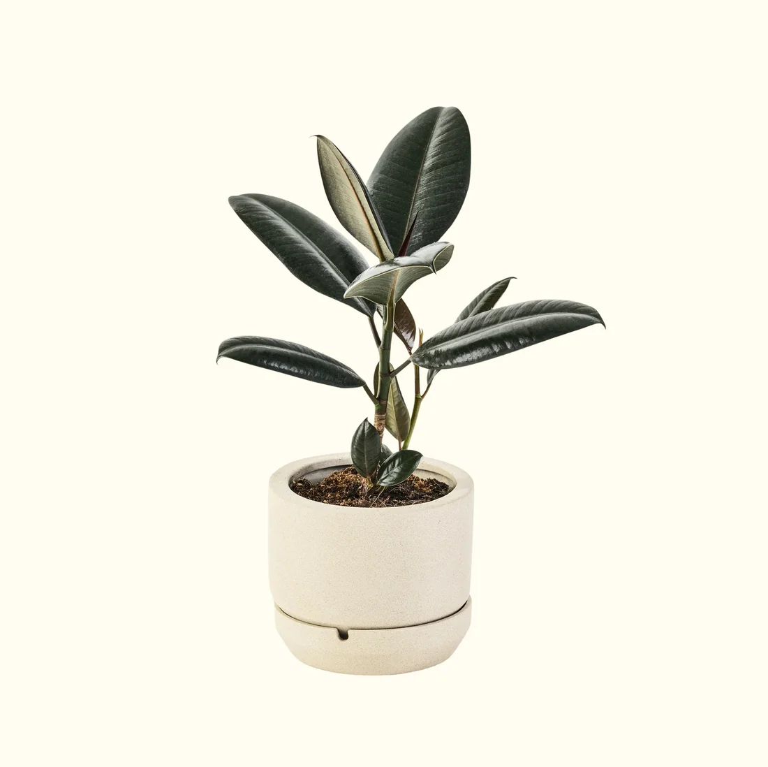 Rubber Plant