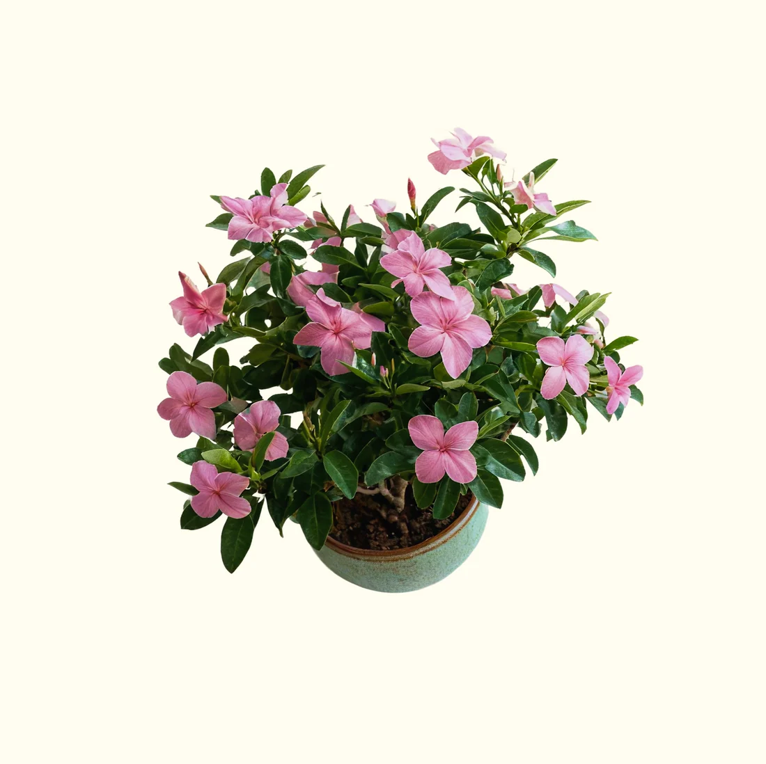 Oleander