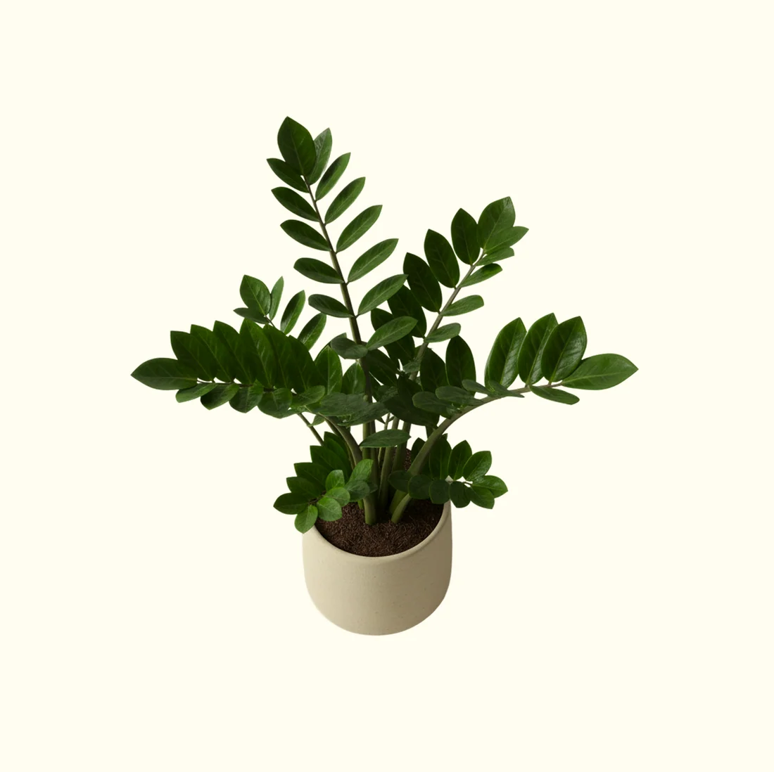 ZZ Plant