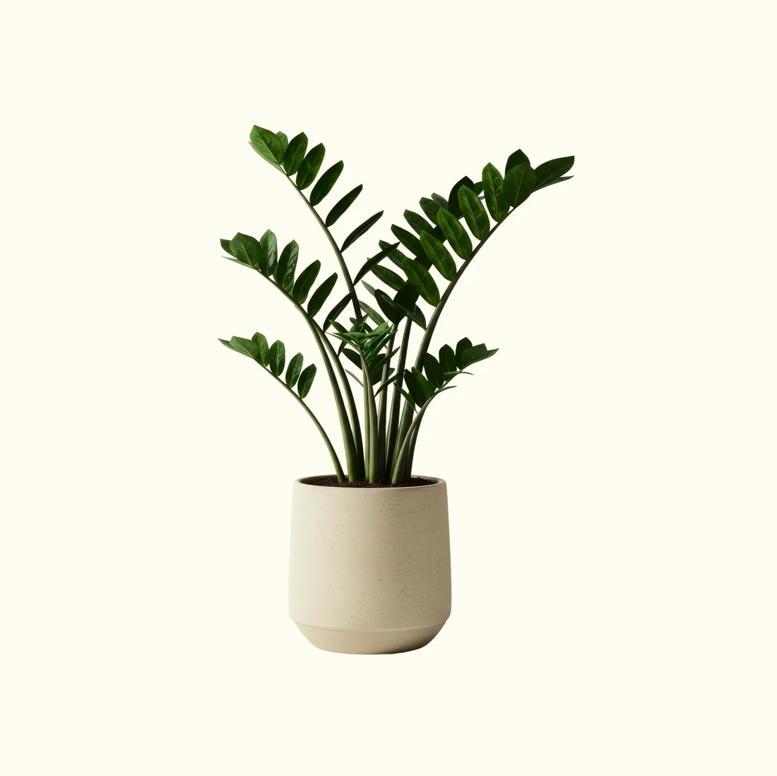 ZZ Plant