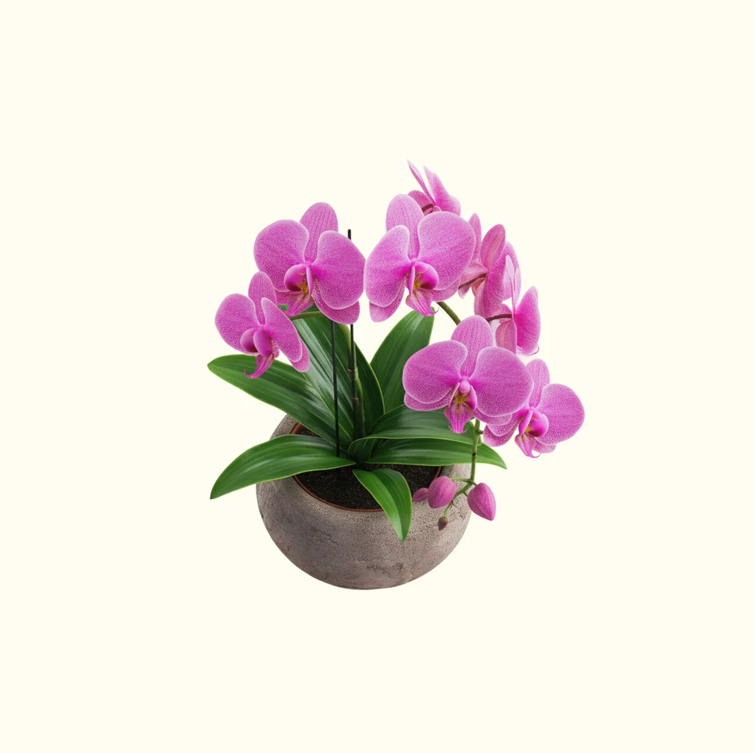 Orchid