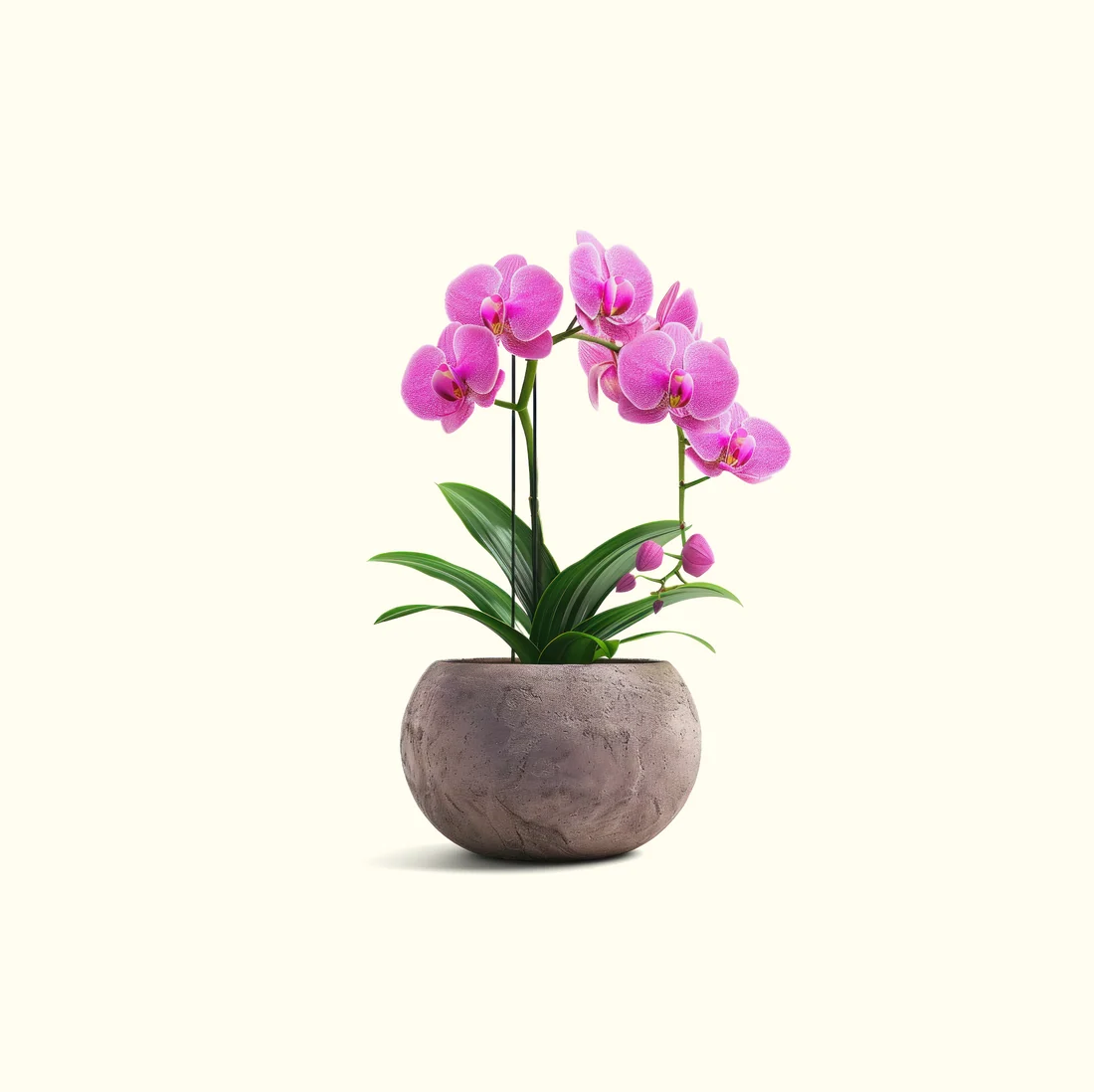 Orchid