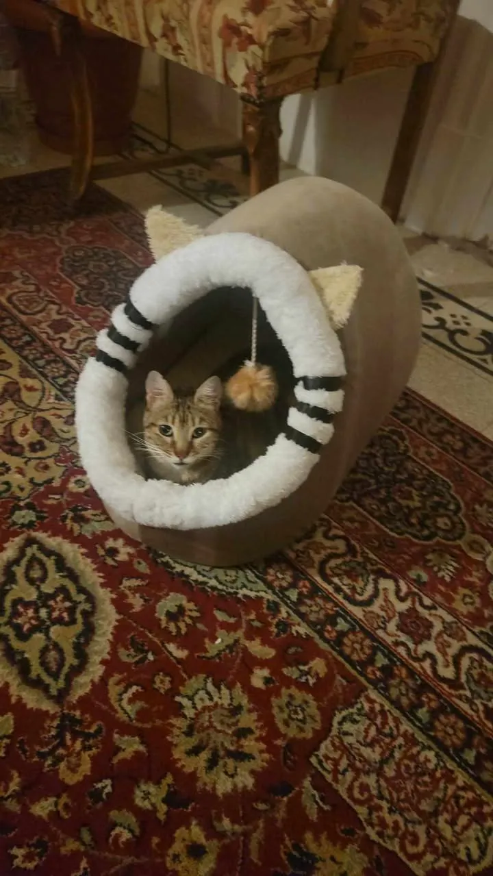 Petmoda Cat House Bed (FLASH SALE)