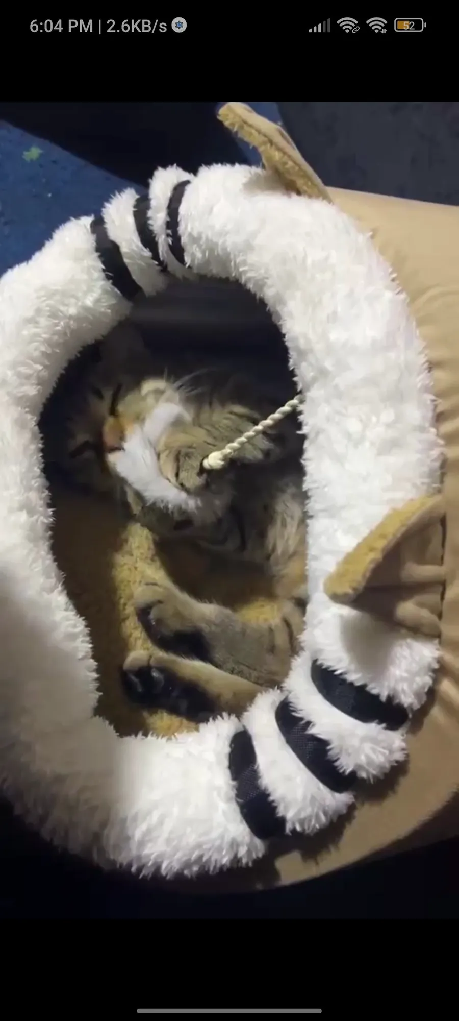 Petmoda Cat House Bed (FLASH SALE)