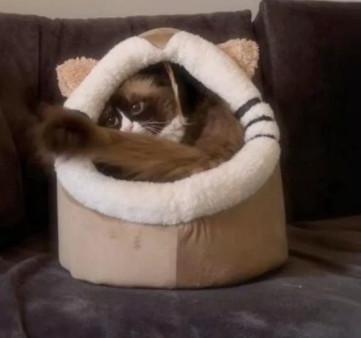 Petmoda Cat House Bed (FLASH SALE)